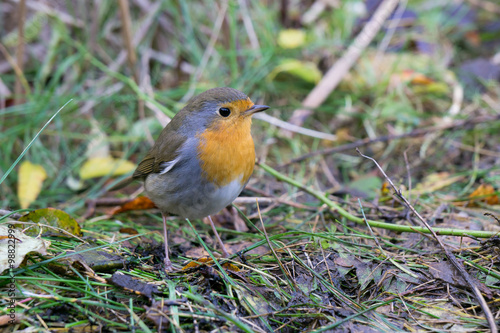 European robin sitting on the ground looking to the right © JGade