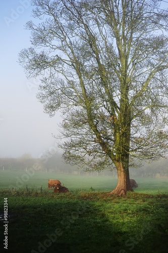 Highland Bulls in the morning mist