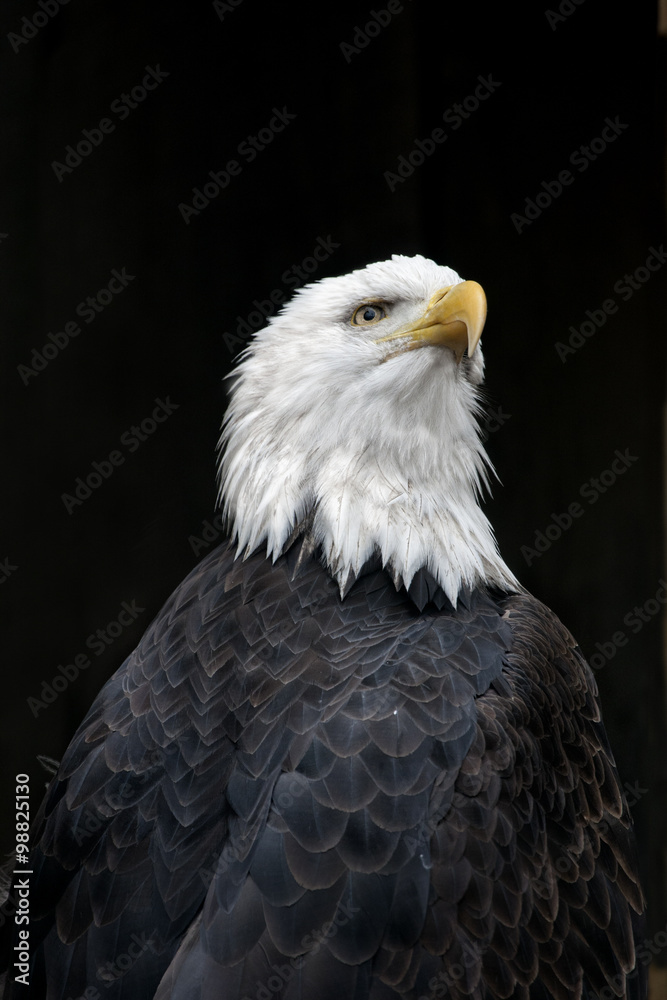 Fototapeta premium American Bald Eagle Portrait against a Black Background