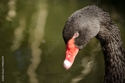 Fototapeta Naklejka Na Ścianę i Meble -  this is a close up of a black swan