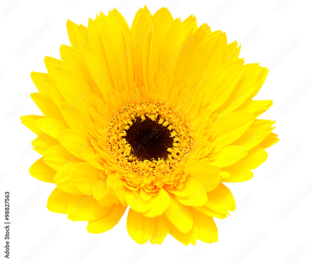 Yellow gerbera flower isolated on white background Yellow gerbera flower isolated on white background