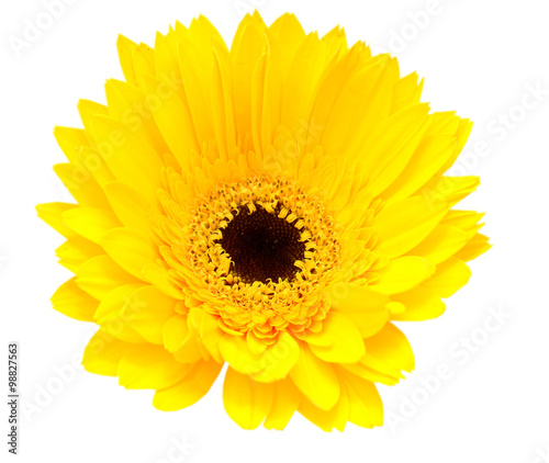 Yellow gerbera flower isolated on white background