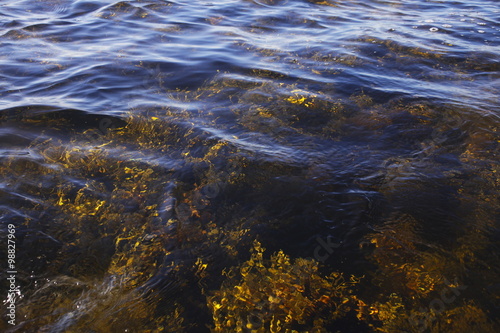 Kelp, Algae, Underwater, Sea, Seaweed