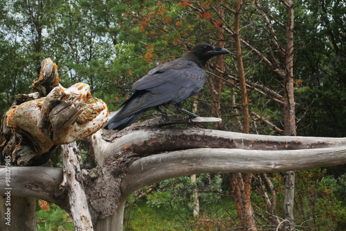 Raven, who lives in a forest near the Gulf of Beluga, the island of Solovki