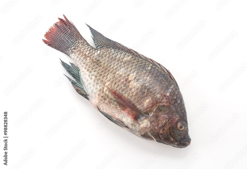 Fototapeta premium Black Tilapia or Tilapia