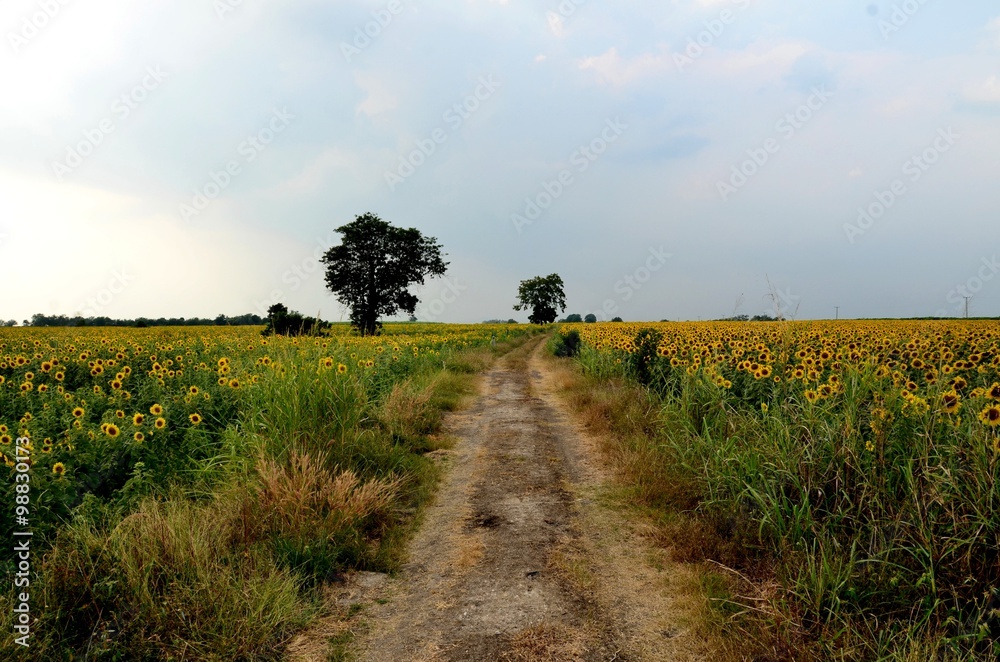 Fototapeta premium way in countryside