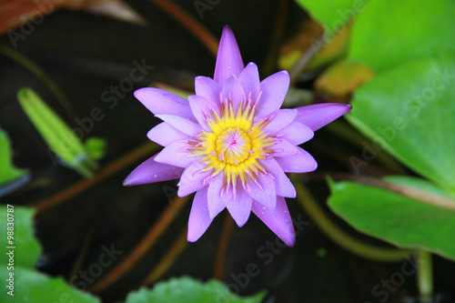 Violet Lotus flower in the pool top view has some drop water on the petal  symbol of purity and Buddhism  Scientific name is Nelumbo nucifera.