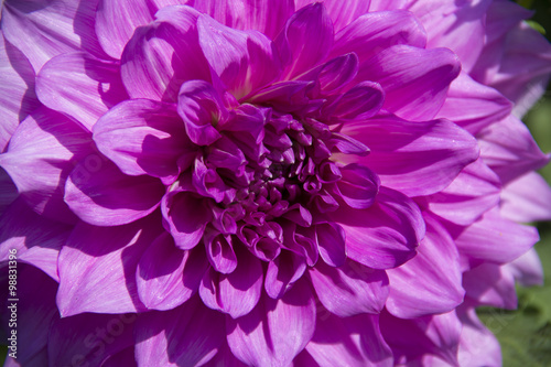 pink dahlia flower  Botanical Garden