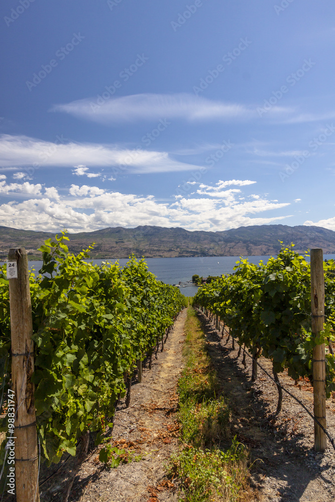 Obraz premium Sunny Vineyard Scene