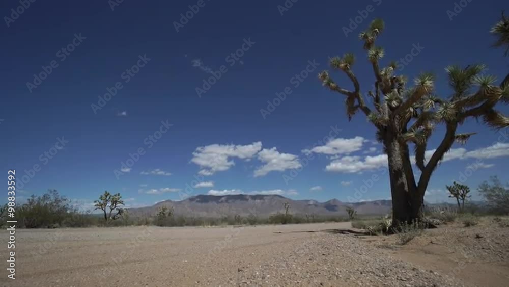Scenes of A Roadside in the Desert Scenes of A Roadside in the Desert