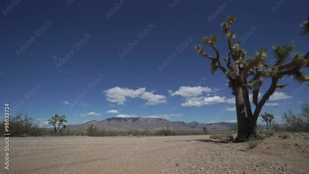 Scenes of A Roadside in the Desert Scenes of A Roadside in the Desert