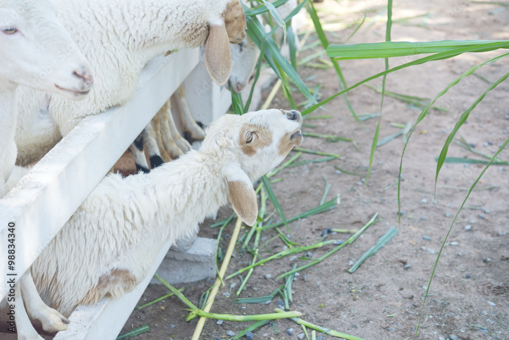 Obraz premium sheep farm