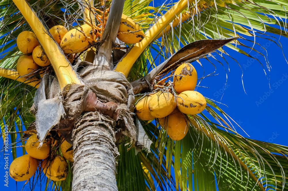 Close Up On Coconut Tree With A Bunch Of Yellow Fruits Hanging