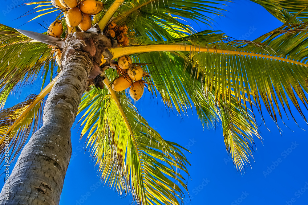 Close Up On Coconut Tree With A Bunch Of Yellow Fruits Hanging