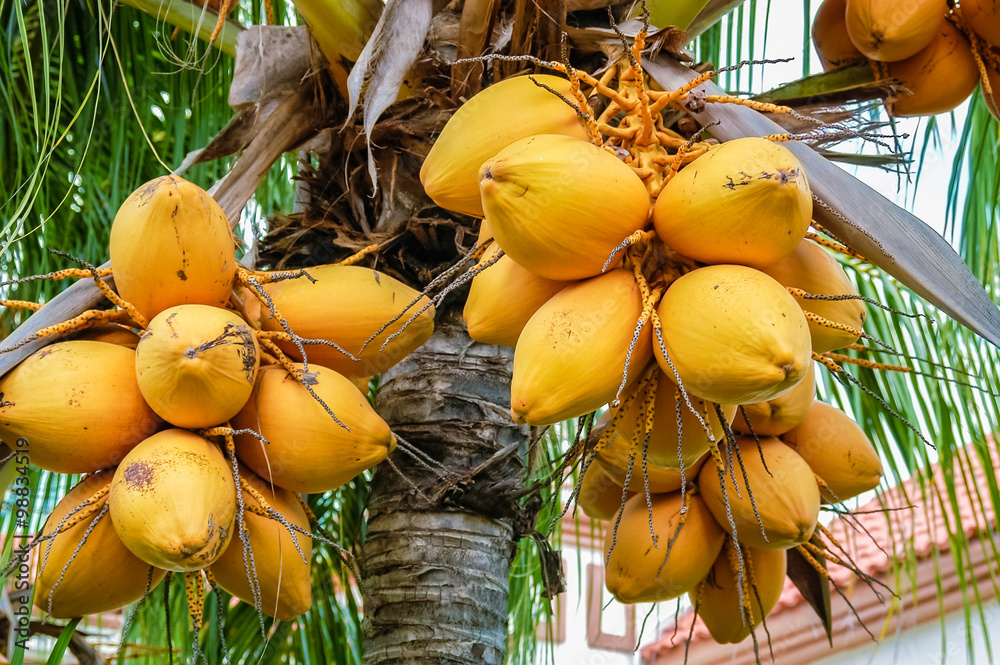 Close Up On Coconut Tree With A Bunch Of Yellow Fruits Hanging