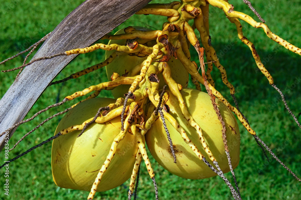 Close Up On Coconut Tree With A Bunch Of Yellow Fruits Hanging