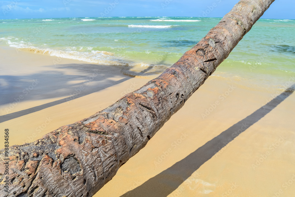 Palm Trees on Tropical Beach with Crystal Water and White Sand