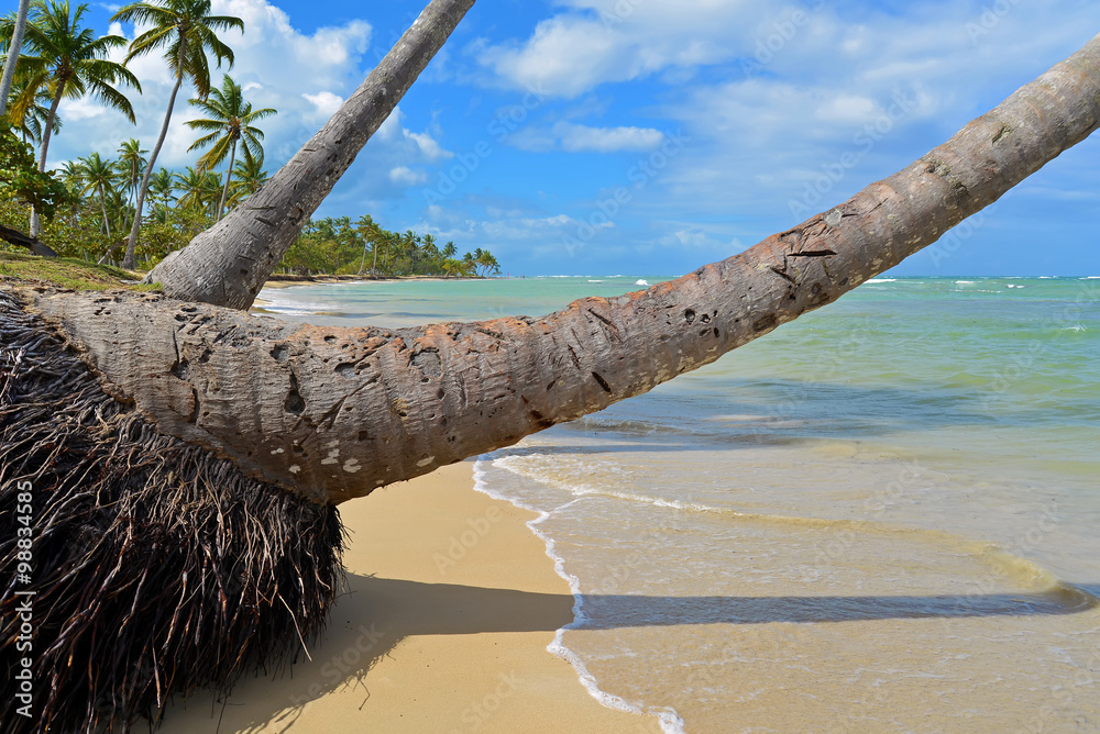 Palm Trees on Tropical Beach with Crystal Water and White Sand
