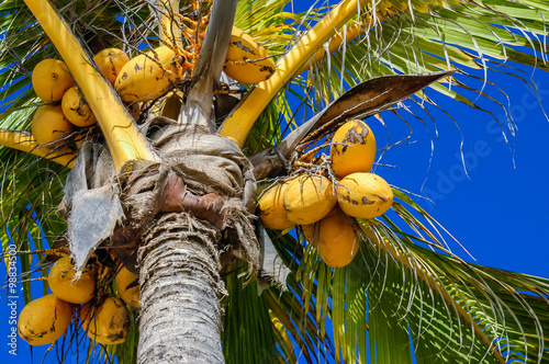 Obraz na płótnie Close Up On Coconut Tree With A Bunch Of Yellow Fruits Hanging w salonie