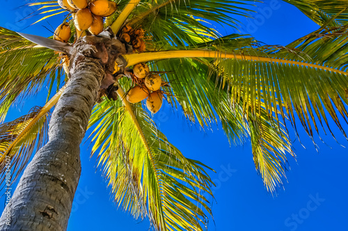 Obraz na płótnie Close Up On Coconut Tree With A Bunch Of Yellow Fruits Hanging w salonie