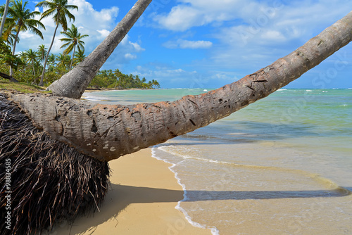 Obraz na płótnie Palm Trees on Tropical Beach with Crystal Water and White Sand w salonie