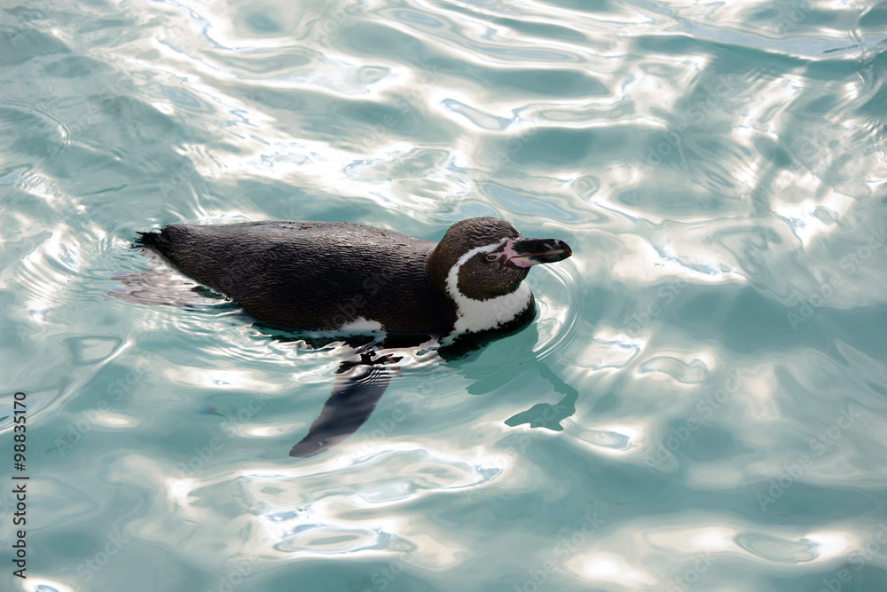 Fototapeta premium 泳ぐペンギン