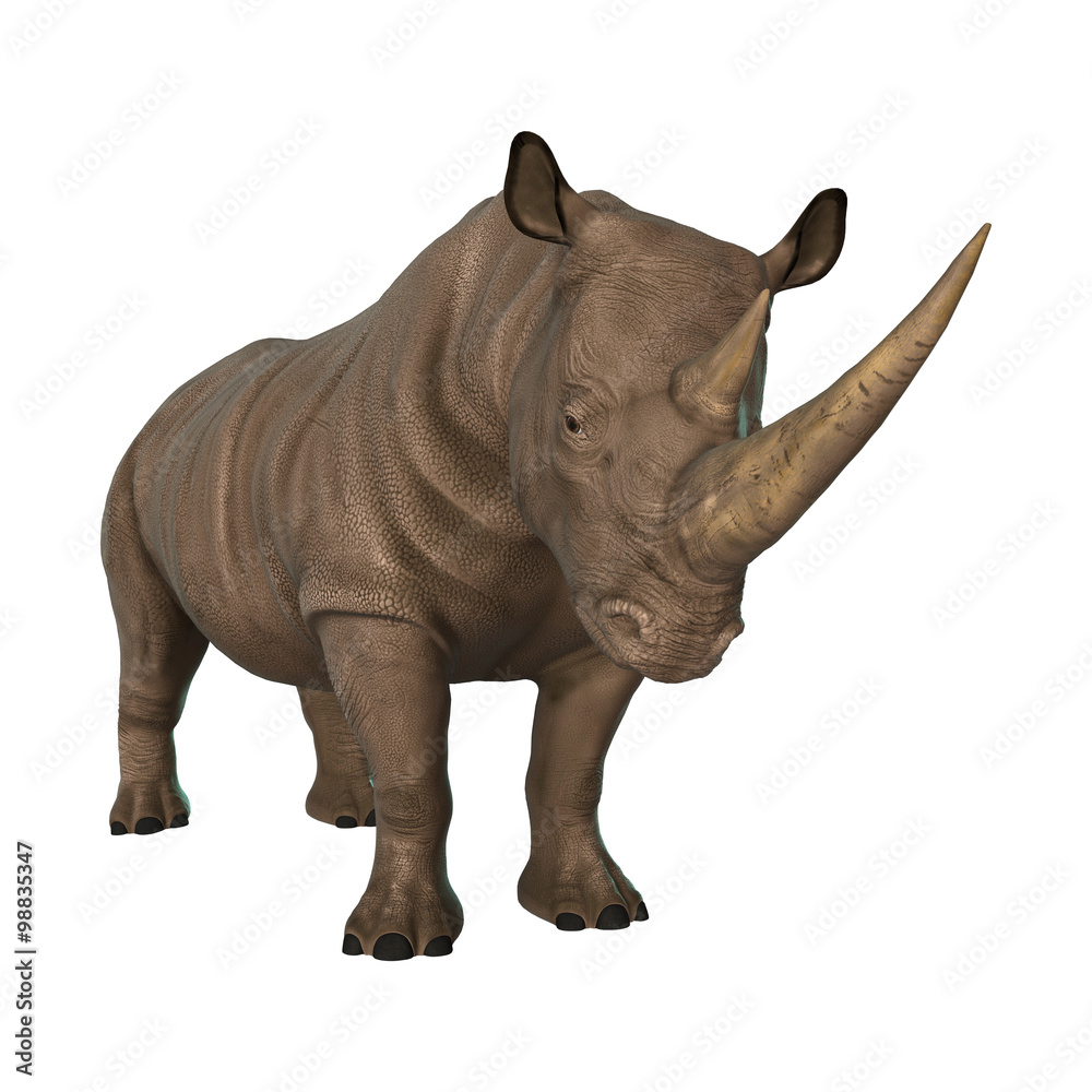 Obraz premium Wild Rhinoceros on White