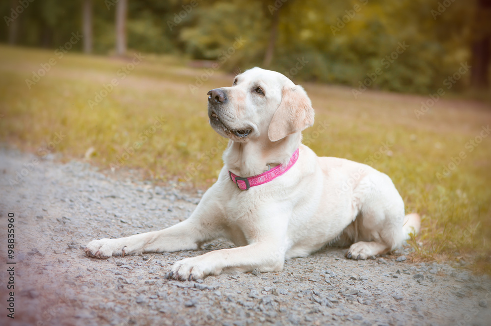 Weißer Labrador mit rosa Halsband