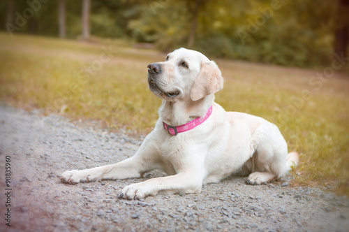 Weißer Labrador mit rosa Halsband