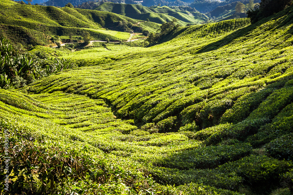 Green Hills of Tea Planation - Cameron Highlands, Malaysia