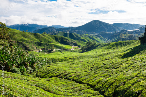 Green Hills of Tea Planation - Cameron Highlands, Malaysia © Lukasz Janyst