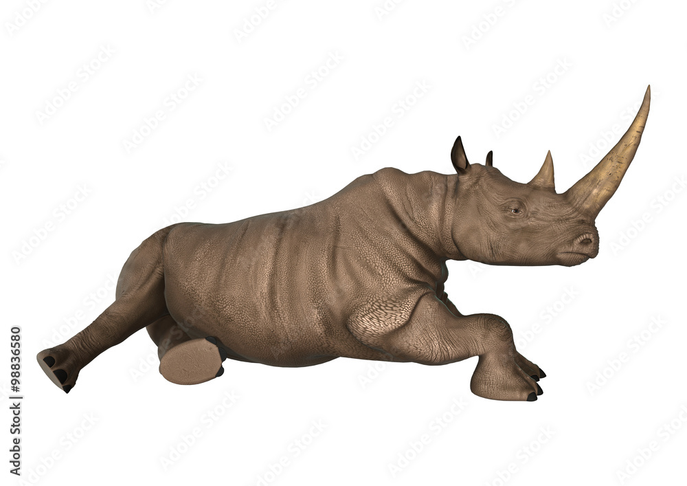 Fototapeta premium Wild Rhinoceros on White