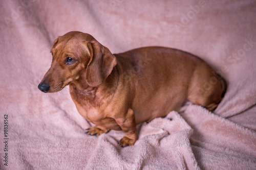 Dachshund