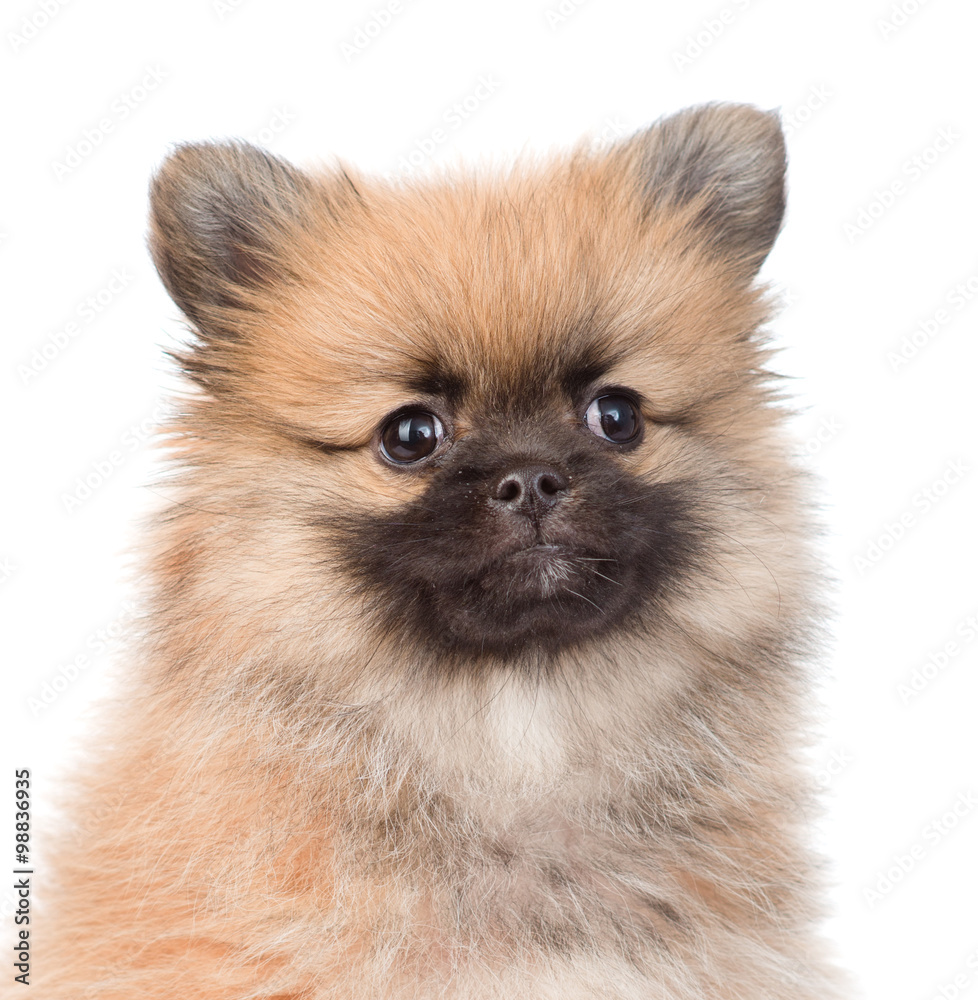 closeup portrait spitz puppy in front. isolated on white backgro