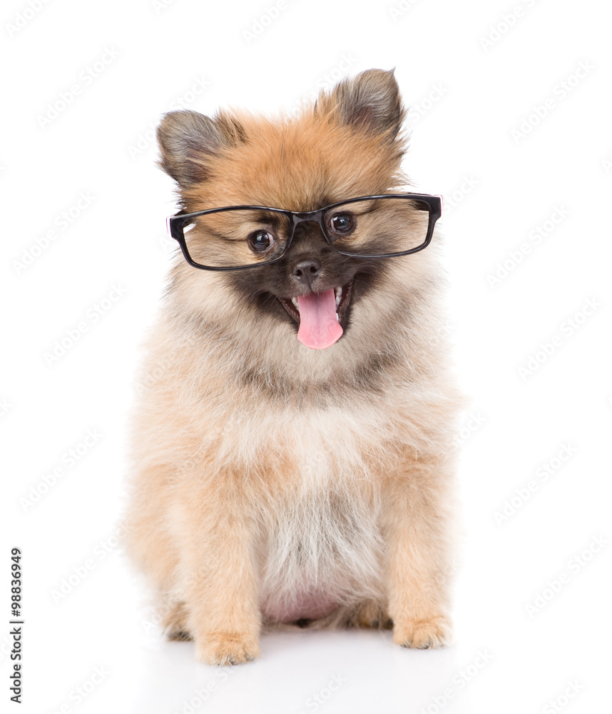 Obraz premium tiny spitz puppy with glasses. isolated on white background