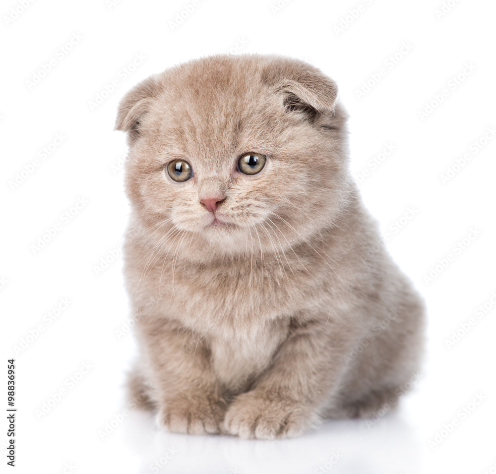 tiny scottish kitten looking away. isolated on white background