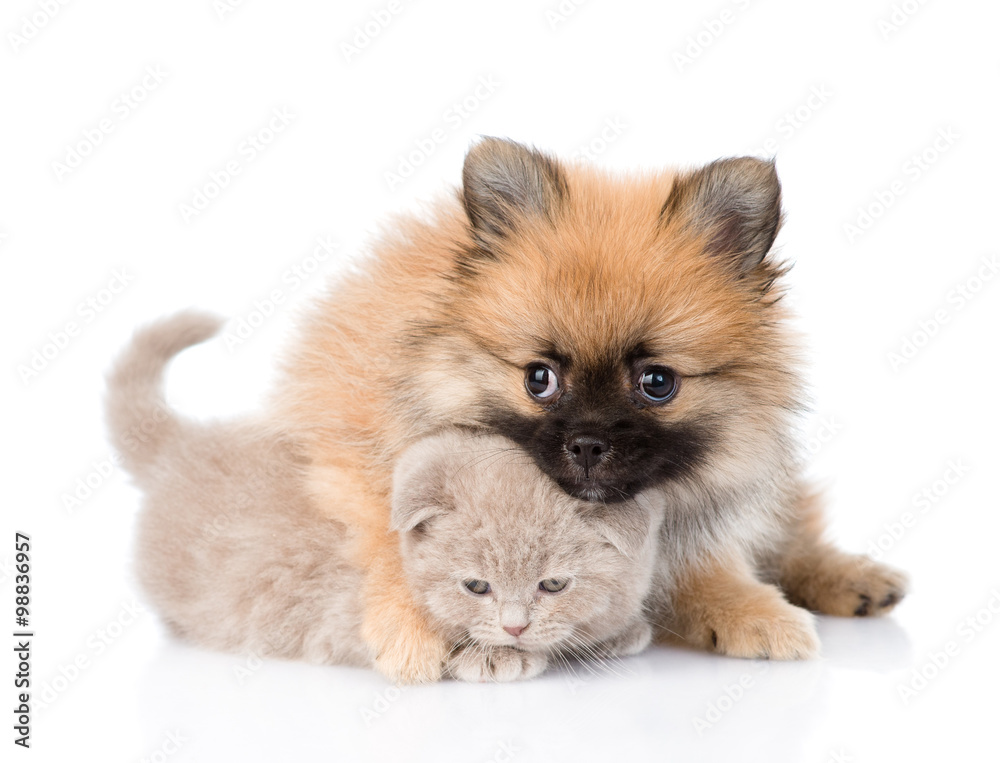 Fototapeta premium tiny spitz puppy hugging scottish kitten . isolated on white bac
