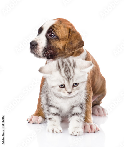 Crossbreed puppy and scottish kitten together. isolated on white © Ermolaev Alexandr