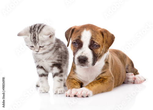 Scottish kitten and puppy together. isolated on white background