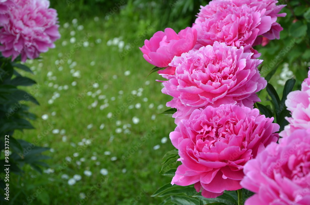Fototapeta premium Beautiful big peony flowers in the garden 