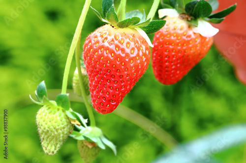 Strawberry on strawberry plant