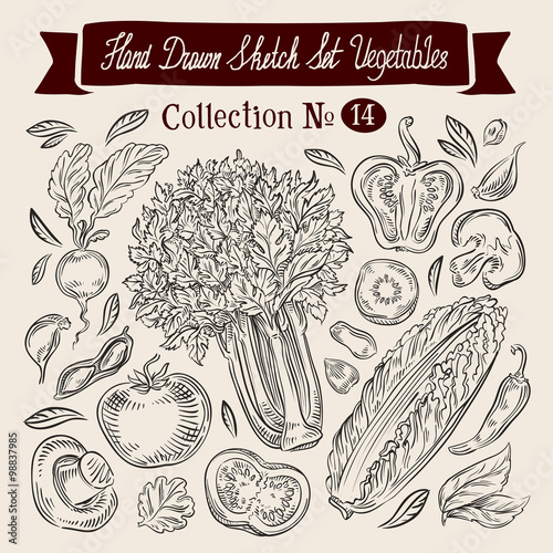 Vegetables sketch. Set of elements - celery, cucumber, tomato, peppers, champignon, mushroom, peanuts, garlic, seed, radish