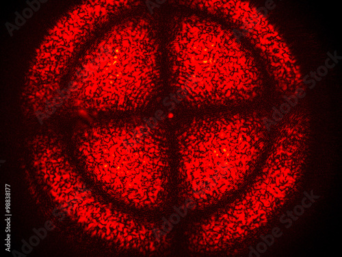 Obraz na plátně red laser birefringence
