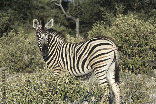 zebra  Equus Burchelii  del Parco Nazionale di Etosha in Namibia  
