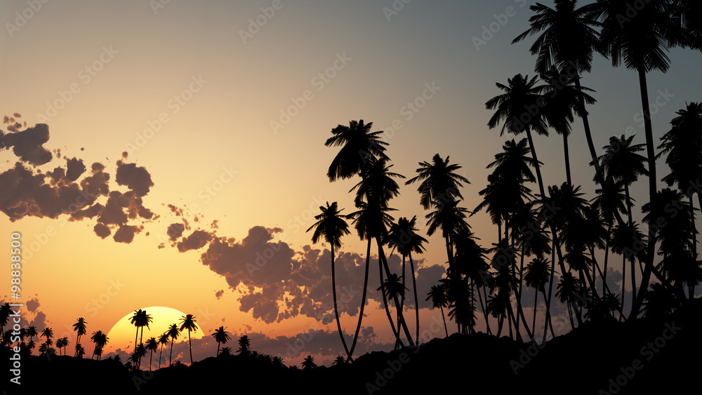 palm tree at the sunset sky