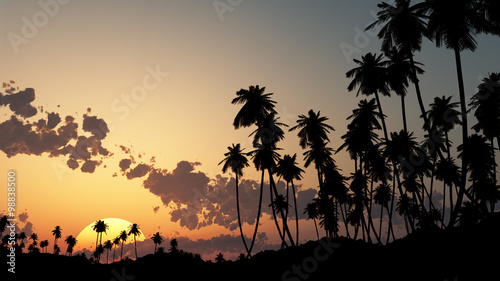 palm tree at the sunset sky