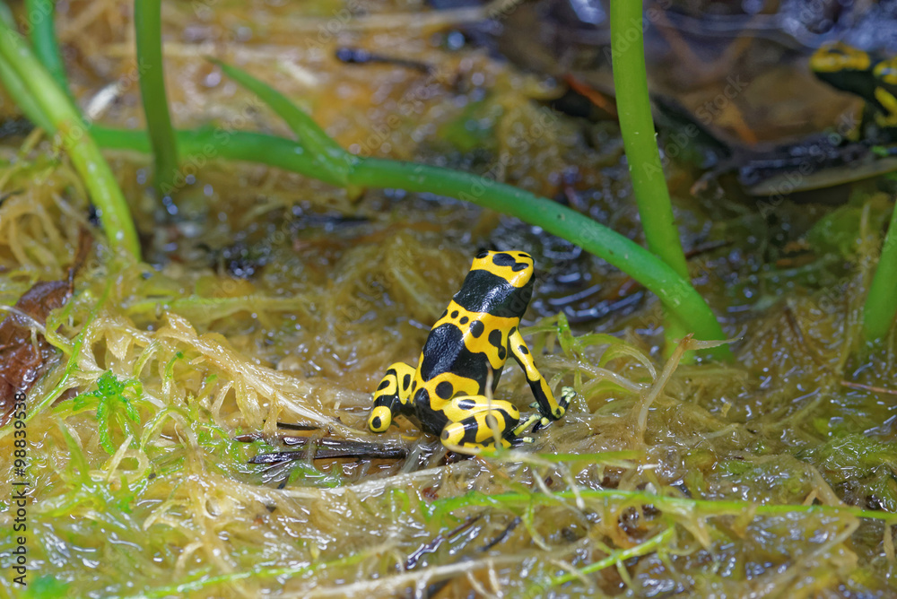 Fototapeta premium Yellow-banded poison dart frog