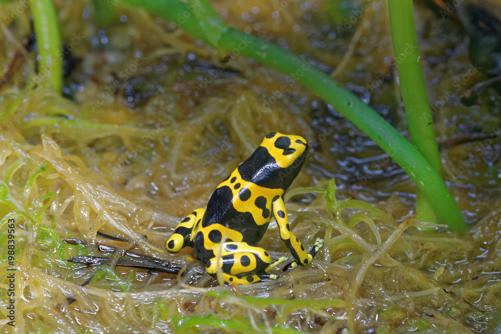 Fototapeta premium Yellow-banded poison dart frog