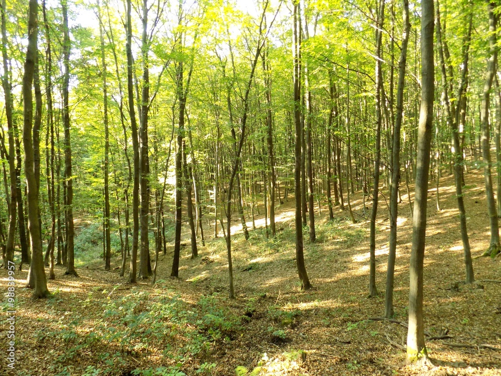 Fototapeta premium Deciduous forest