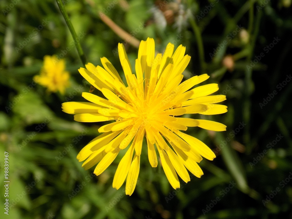 Dandelion Dandelion